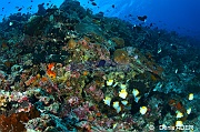 Hemitaurichthys polylepis papillon pyramide jaune Ambaince-Wakatobi Batuata Island-14m-20180603-Denis-ADER-DSC_3610_tn